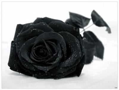 roses noires