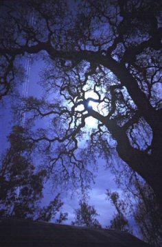 Que j'aime ces forets
